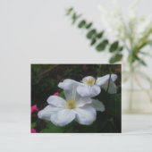 White Clematis Pair Blume Postcard Postkarte (Stehend Vorderseite)