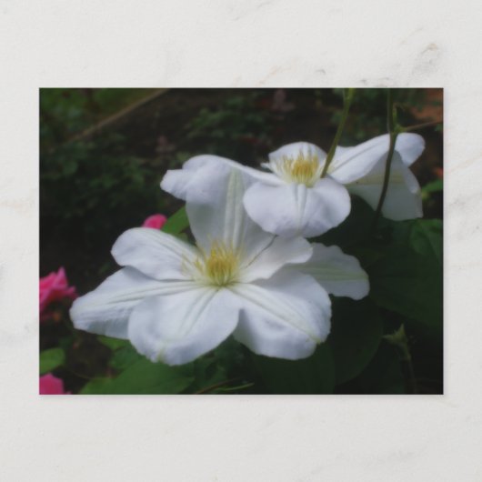 White Clematis Pair Blume Postcard Postkarte (Vorderseite)