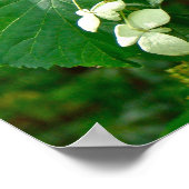 White Climbing Hydrangea - Poster (Ecke)