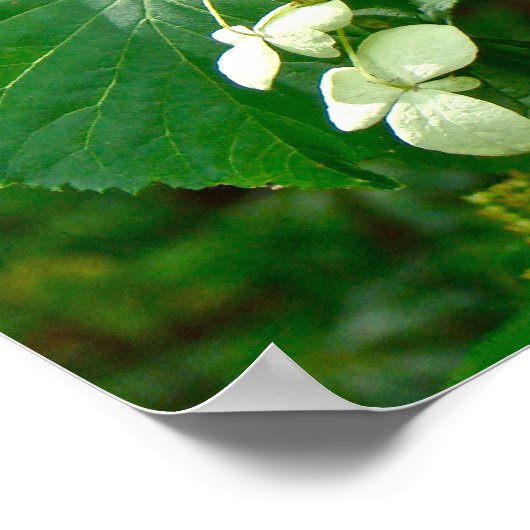 White Climbing Hydrangea - Poster (Ecke)