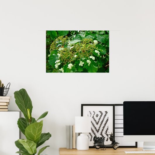 White Climbing Hydrangea - Poster (Heimbüro)