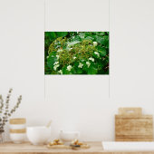 White Climbing Hydrangea - Poster (Küche)