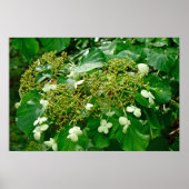 White Climbing Hydrangea - Poster (Vorne)