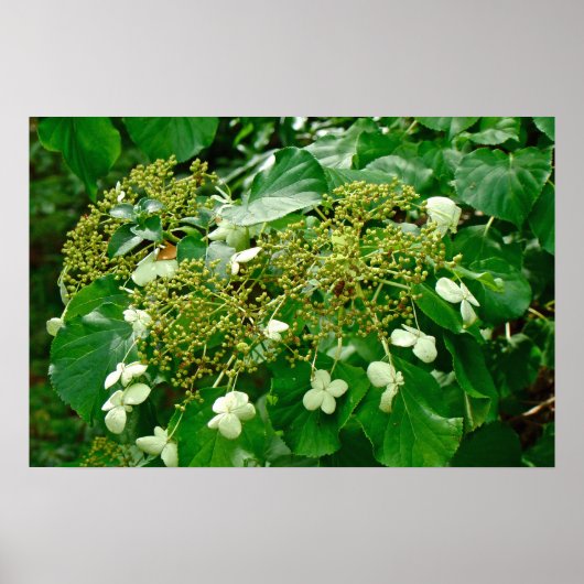 White Climbing Hydrangea - Poster (Vorne)