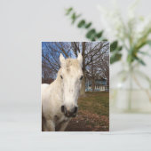 White Clydesdale Postkarte (Stehend Vorderseite)