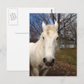 White Clydesdale Postkarte (Vorne/Hinten)