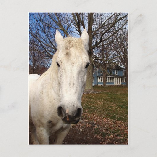 White Clydesdale Postkarte (Vorderseite)