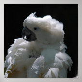 White Cockatoo Bird Poster (Vorne)