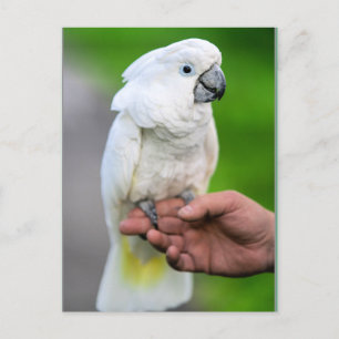 White Cockatoo Bird Postkarte
