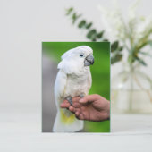 White Cockatoo Bird Postkarte (Stehend Vorderseite)