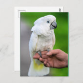 White Cockatoo Bird Postkarte (Vorne/Hinten)
