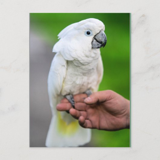 White Cockatoo Bird Postkarte (Vorderseite)