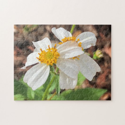 White Cosmo Blume Garten Frühlingsflora Nah Puzzle (Horizontal)