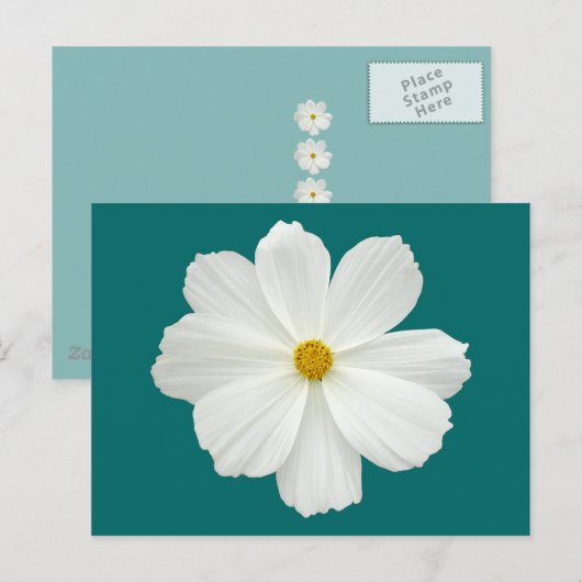 White Cosmos-Blume Postkarte (Vorne/Hinten)
