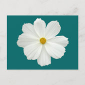 White Cosmos-Blume Postkarte (Vorderseite)