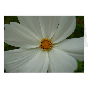 White Cosmos Sommer-Wildblume