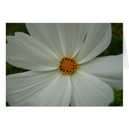 White Cosmos Sommer-Wildblume (Vorderseite (Horizontal))