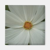 White Cosmos Sommer-Wildblume Magnet (Vorne)