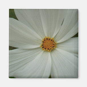 White Cosmos Sommer-Wildblume Magnet