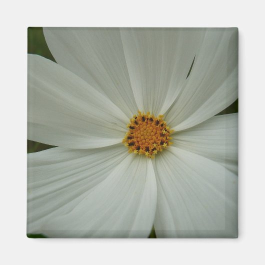 White Cosmos Sommer-Wildblume Magnet (Vorne)