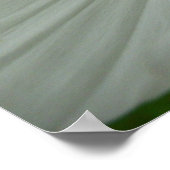 White Cosmos Sommer-Wildblume Poster (Ecke)