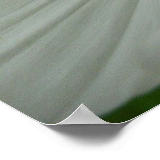 White Cosmos Sommer-Wildblume Poster (Ecke)