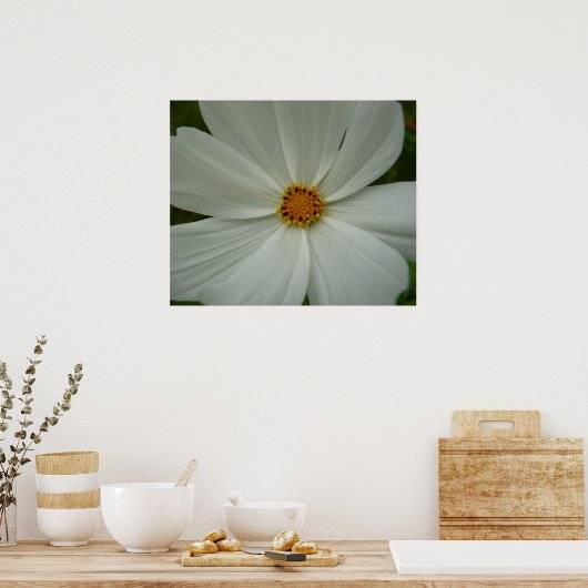 White Cosmos Sommer-Wildblume Poster (Küche)