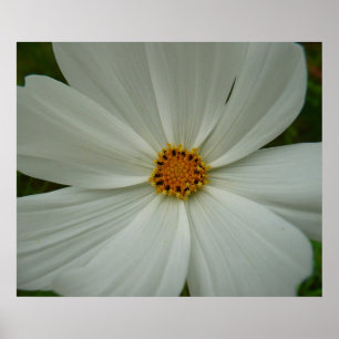 White Cosmos Sommer-Wildblume Poster