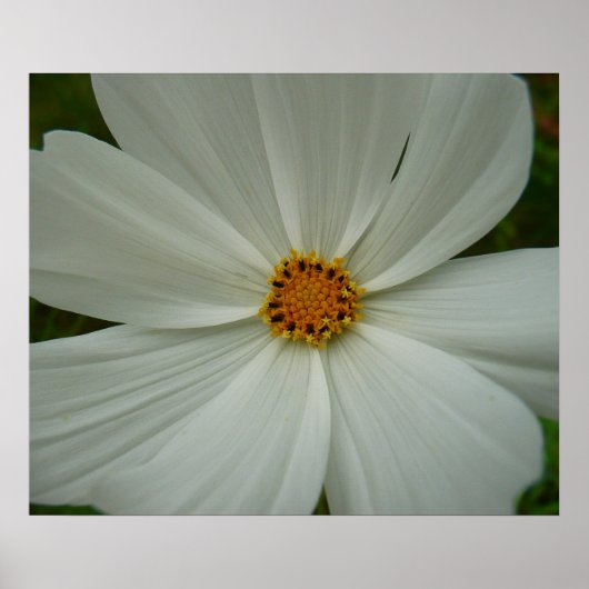 White Cosmos Sommer-Wildblume Poster (Vorne)