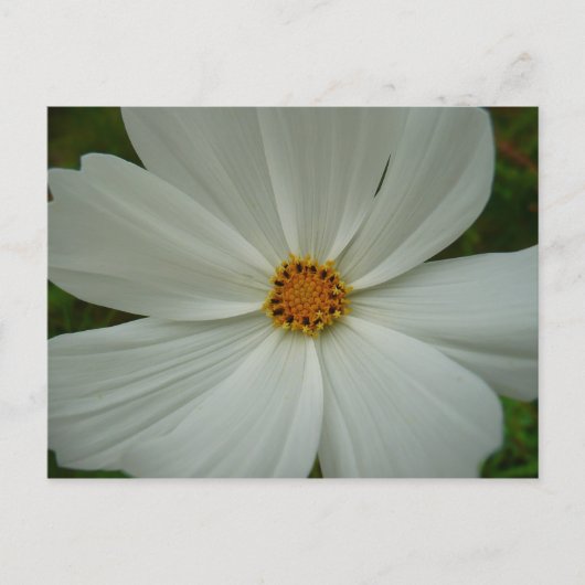 White Cosmos Sommer-Wildblume Postkarte (Vorderseite)