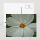 White Cosmos Sommer-Wildblume Postkarte (Vorne/Hinten)