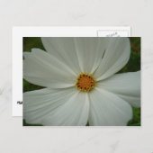 White Cosmos Sommer-Wildblume Postkarte (Vorne/Hinten)