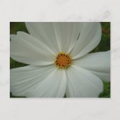 White Cosmos Sommer-Wildblume Postkarte (Vorderseite)