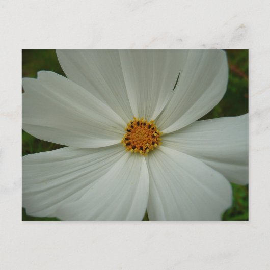 White Cosmos Sommer-Wildblume Postkarte (Vorderseite)