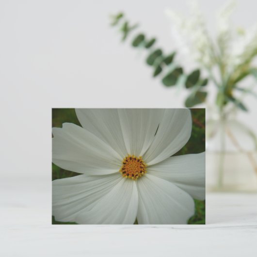 White Cosmos Sommer-Wildblume Postkarte (Stehend Vorderseite)