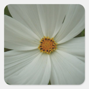 White Cosmos Sommer-Wildblume Quadratischer Aufkleber