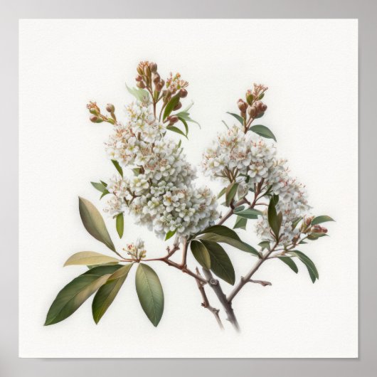 White Crepe Myrtle Blume Art Print Poster (Vorne)