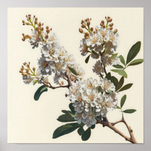 White Crepe Myrtle Blume Art Print Poster