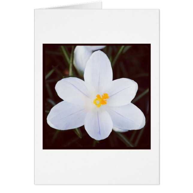 White Crocus (Vorne)