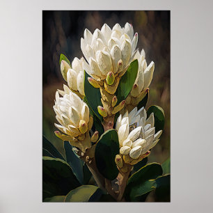 White Curcuma Blume Art Print Poster
