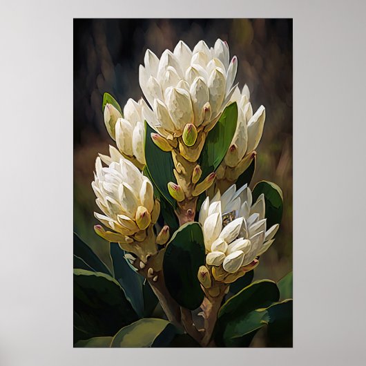 White Curcuma Blume Art Print Poster (Vorne)