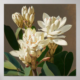 White Curcuma Blume Art Print Poster