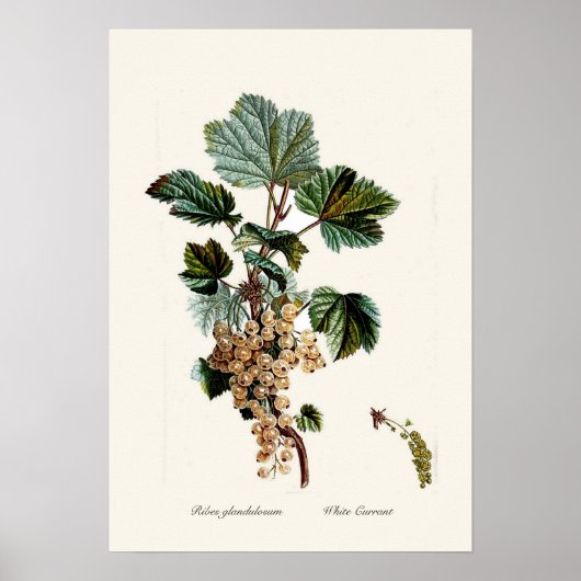 White Currant Poster (Vorne)