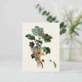 White Currant Postkarte (Stehend Vorderseite)