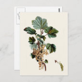 White Currant Postkarte (Vorne/Hinten)