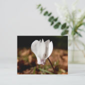 White Cyclamen Postcard Postkarte (Stehend Vorderseite)