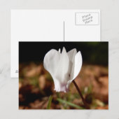 White Cyclamen Postcard Postkarte (Vorne/Hinten)