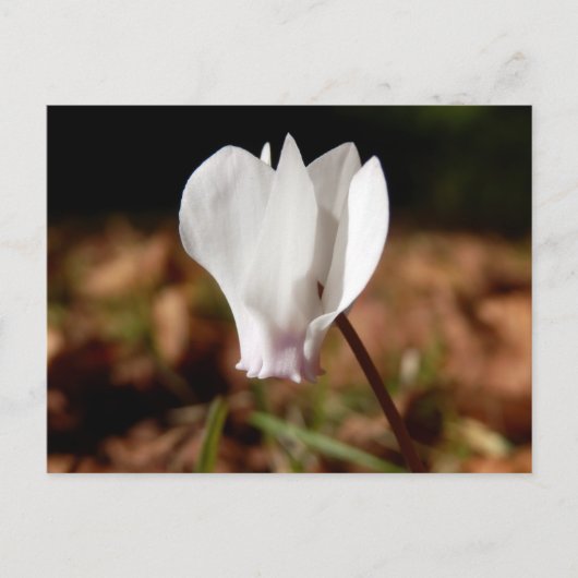 White Cyclamen Postcard Postkarte (Vorderseite)