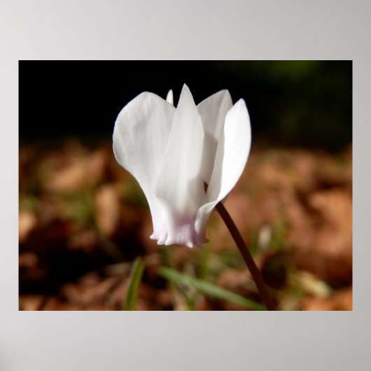 White Cyclamen Poster (Vorne)