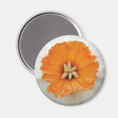 White Daffodil Magnet (Vorderseite/Rückseite)